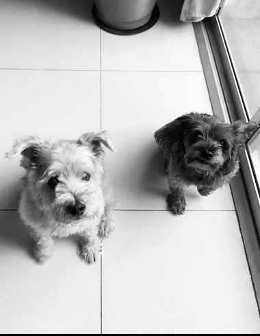 perritos_cynbrandco_cremaynaranja